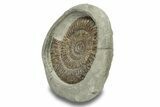 Jurassic Ammonite (Dactylioceras) Fossil - England #279549-1